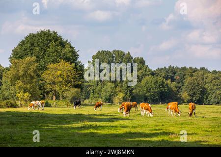 Naturschutzgebiet Dingdener Heide, Heide und an-Moorligen Landschaften, nördlich des Ortes Dingden, gehören zu Hamminkeln, Kuhherde, Kulturlandschaft, NRW, Naturpark hohe Mark Westmünsterland, Naturschutzgebiet Dingdener Heide *** Naturschutzgebiet Dingdener Heide, Heide- und Moorlandschaften, nördlich von Dingden, Teil von Hamminkeln, Kuhherde, Kulturlandschaft, NRW, Naturpark hohe Mark Westmünsterland, Naturschutzgebiet Dingdener Heide Stockfoto