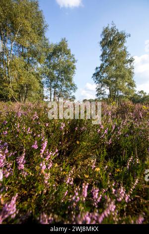 Naturschutzgebiet Dingdener Heide, Heide und an-Moorligen Landschaften, nördlich des Ortes Dingden, gehört zu Hamminkeln, Kulturlandschaft, NRW, Naturpark hohe Mark Westmünsterland, Naturschutzgebiet Dingdener Heide *** Naturschutzgebiet Dingdener Heide, Heide- und Moorlandschaften, nördlich des Dorfes Dingden, Teil von Hamminkeln, Kulturlandschaft, NRW, Naturpark hohe Mark Westmünsterland, Naturschutzgebiet Dingdener Heide Stockfoto