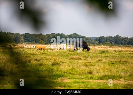 Naturschutzgebiet Dingdener Heide, Heide und an-Moorligen Landschaften, nördlich des Ortes Dingden, gehören zu Hamminkeln, Kuhherde, Kulturlandschaft, NRW, Naturpark hohe Mark Westmünsterland, Naturschutzgebiet Dingdener Heide *** Naturschutzgebiet Dingdener Heide, Heide- und Moorlandschaften, nördlich von Dingden, Teil von Hamminkeln, Kuhherde, Kulturlandschaft, NRW, Naturpark hohe Mark Westmünsterland, Naturschutzgebiet Dingdener Heide Stockfoto