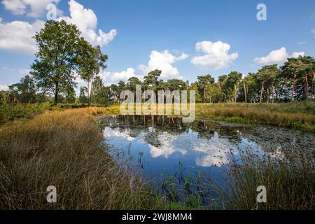 Naturschutzgebiet Dingdener Heide, Heide und an-Moorligen Landschaften, nördlich des Ortes Dingden, gehört zu Hamminkeln, Kulturlandschaft, NRW, Naturpark hohe Mark Westmünsterland, Naturschutzgebiet Dingdener Heide *** Naturschutzgebiet Dingdener Heide, Heide- und Moorlandschaften, nördlich des Dorfes Dingden, Teil von Hamminkeln, Kulturlandschaft, NRW, Naturpark hohe Mark Westmünsterland, Naturschutzgebiet Dingdener Heide Stockfoto