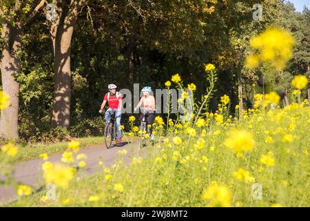 Radfahrer, Radtour im Naturschutzgebiet Dingdener Heide, Heide und an-Moorligen Landschaften, nördlich des Ortes Dingden, gehört zu Hamminkeln, Kulturlandschaft, NRW, Naturpark hohe Mark Westmünsterland, Naturschutzgebiet Dingdener Heide *** Radfahrer, Radtour im Naturschutzgebiet Dingdener Heide, Heide- und Moorlandschaften, nördlich von Dingden, Teil Hamminkeln, Kulturlandschaft, NRW, Naturpark hohe Mark Westmünsterland, Naturschutzgebiet Dingdener Heide Stockfoto