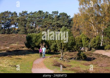 Wanderer in der Westruper Heide, Heidelandschaft bei Haltern am See, Naturpark hohe Mark Westmünsterland, NRW, Deutschland Westruper Heide *** Wanderer in der Westruper Heide, Heidelandschaft bei Haltern am See, Naturpark hohe Mark Westmünsterland, NRW, Deutschland Westruper Heide Stockfoto