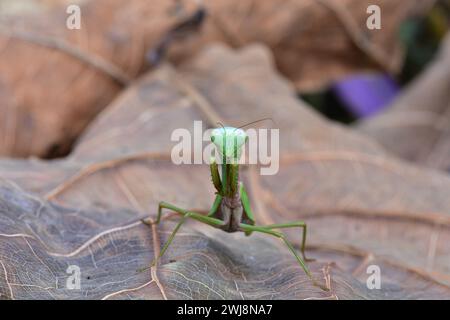 Betende Mantis in Butterfly Gardens in Victoria BC. Stockfoto