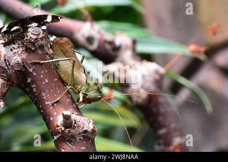 Der Drachenkopf Katydid sitzt auf einem Ast in den Gärten. Stockfoto