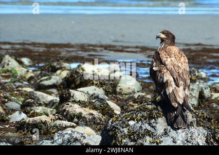 Unreifer Weißkopfseeadler an der Küste Stockfoto