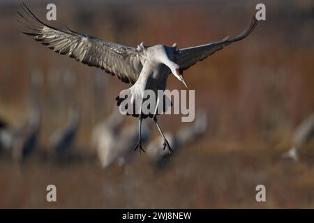 Ein großer Vogel mit großer Flügelspannweite, ein schwebender Sandhügelkran in ausgewähltem Fokus, fliegt zur Landung in den Feldern des Bernardo Wildlife Area in Socorro ein Stockfoto