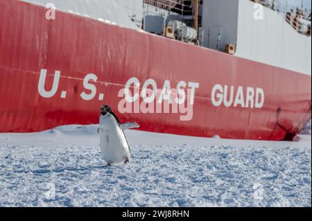 Ein Adélie-Pinguin wird neben dem Cutter Polar Star der US-Küstenwache (WAGB 10) während er neben dem Ross-Schelfeis in der Antarktis am 3. Februar 2024 watschelt. Jedes Jahr arbeitet ein gemeinsames Team an der erfolgreichen Operation Deep Freeze zusammen. Aktive Mitglieder der US-Luftwaffe, der US-Armee, der Küstenwache und der Navy arbeiten zusammen, um eine starke Joint Task Force-Support Forces Antarctica zu gründen, die die Tradition der US-Militärunterstützung für das US-Antarctic-Programm fortsetzt. (Foto der US-Küstenwache von Petty Officer 2nd Class Ryan Graves) Stockfoto