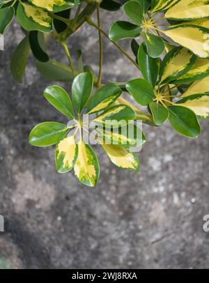 Schefflera arboricola variegata-Pflanze mit sonnenverwöhnten Blättern an einer Steinmauer Stockfoto