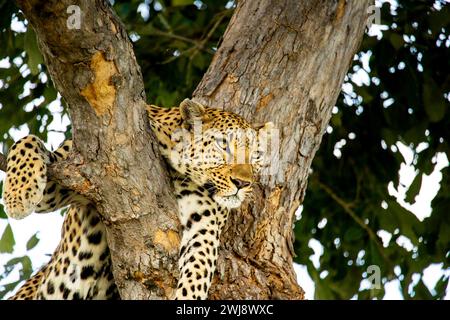 Leopardenweib auf einem Ast, Okavango Delta, Botswana Stockfoto