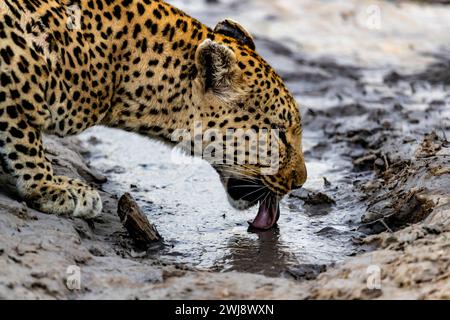 Weibliche Leoparde trinkt matschiges Wasser, Okavango Delta, Botswana Stockfoto