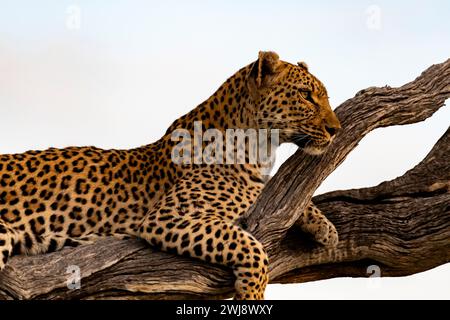 Leopardenweib auf einem Ast, Okavango Delta, Botswana Stockfoto