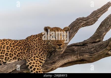 Leopardenweib auf einem Ast, Okavango Delta, Botswana Stockfoto