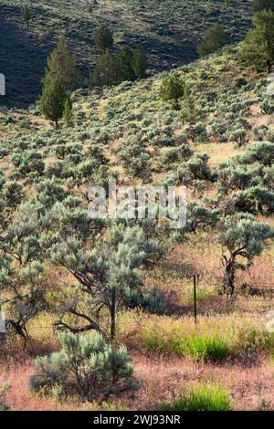 Wüsten-Beifuß Hang, Riverside Wildlife Area, Oregon Stockfoto