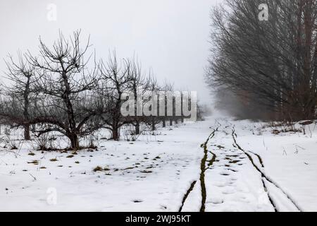 Amish Apfelgarten mit Buggy-Pisten im Winter im Mecosta County, Michigan, USA Stockfoto