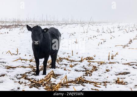 Amish-Kühe, die auf einem ernteten Maisfeld im Mecosta County, Michigan, USA, füttern Stockfoto