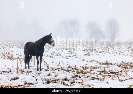 Schwarze Amish-Pferde füttern auf einem Maisfeld, das letztes Jahr im Mecosta County, Michigan, USA, geerntet wurde Stockfoto