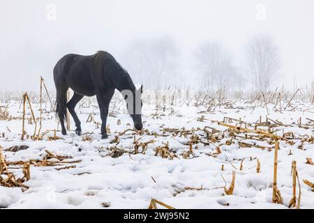 Schwarze Amish-Pferde füttern auf einem Maisfeld, das letztes Jahr im Mecosta County, Michigan, USA, geerntet wurde Stockfoto