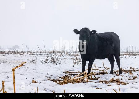 Amish-Kühe, die auf einem ernteten Maisfeld im Mecosta County, Michigan, USA, füttern Stockfoto