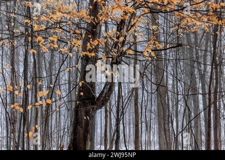 Amerikanische Buche mit marceszierenden Blättern, infiziert mit Buchenrindenkrankheit, im Winter im Mecosta County, Michigan, USA Stockfoto