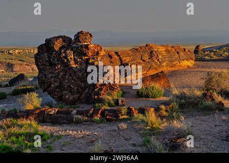 Riesiger versteinerter Baum. Versteinerter Wald-Nationalpark, Arizona, USA Stockfoto