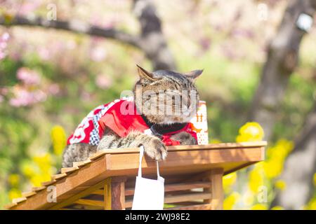 Niedliche Tabbykatze trägt ein rotes Hemd, hält eine Tasche und sitzt auf dem Tisch im Frühling, eine Dose des berühmten Amazake mit rosa Sakura Hintergrund, Kawazu Stockfoto