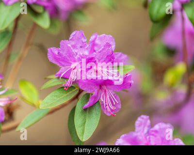 Rosafarbene Blüten des sibirischen Rhododendron-Kopierraums. Rhododendron dauricum. Frühjahrsblüte des Altai Rhododendron. Nahaufnahme von Rhododendron dauricu Stockfoto
