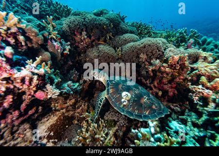 Grüne Meeresschildkröten, Chelonia mydas, mit 2 großen Nakeln auf den Muschelrusten, die unter Korallen auf einem tropischen Korallenriff untergebracht sind Stockfoto