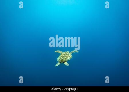 Grüne Meeresschildkröte, Chelonia mydas, schwimmen in blauen tropischen Gewässern Stockfoto