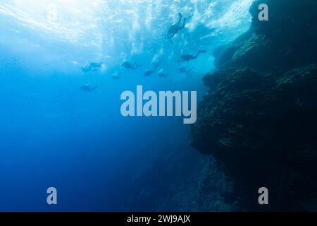 Eine Gruppe von Tauchern schwimmt oben in der Nähe der Oberfläche im klaren blauen Wasser entlang einer riesigen Korallenriffwand Stockfoto