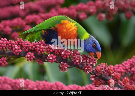 Ein australischer erwachsener Regenbogen-Lorikeet-Trichoglossus moluccanus-Vogel, der sich von leuchtenden roten Baumbeeren im weichen, bewölkten Licht ernährt Stockfoto