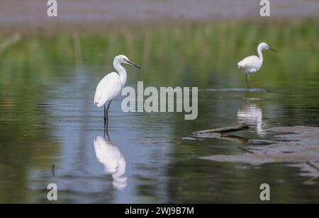 Kleiner Egret in einem See. Der kleine Reiher ist eine Art von Kleinreiher aus der Familie Ardeidae. Dieses Foto wurde aus Bangladesch gemacht. Stockfoto