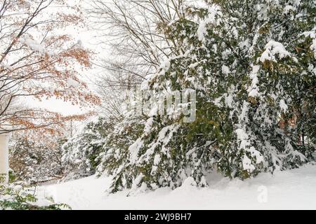 Chappaqua, NY, 13. Februar 2024 - Ein Wintersturm stürzte über einen Fuß schweren nassen Schnees über die Vororte von Westchester New York und biegte einige Äste nach Th Stockfoto