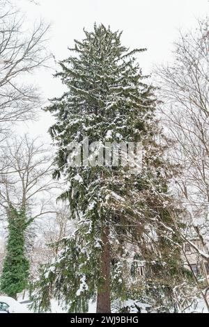Chappaqua, NY - 13. Februar 2024 - Eine majestätische Fichte, Picea abies, ist von Schnee bedeckt, nachdem ein Wintersturm über einen Fuß Schnee auf Chappaqua ne geworfen wurde Stockfoto