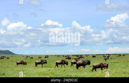 Wilderbeests und Zebras im Serengeti-Nationalpark in Tansania. Stockfoto