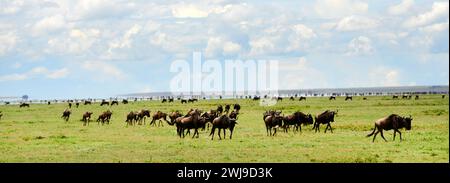 Wilderbeests und Zebras im Serengeti-Nationalpark in Tansania. Stockfoto