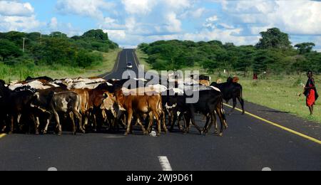 Eine Rinderherde, die die Straße im Norden Tansanias überquert. Stockfoto