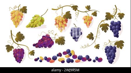 Trauben mit Blättern. Zeichentrickserie mit lila Reifen roten grünen gelben süßen Früchten und frischen natürlichen Weinbergsbeeren. Vektor-isolierter Satz Stock Vektor