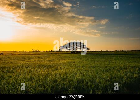 Einsamkeit inmitten der Gelassenheit: Einsamer Baum in den goldenen Reisfeldern von Kuala Sala, Kedah Stockfoto