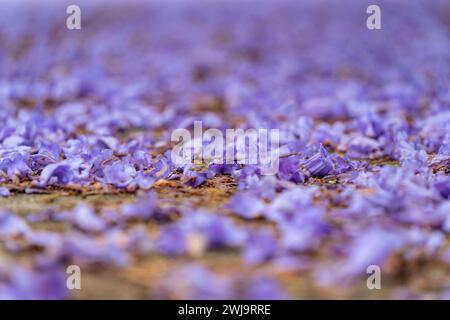 Jacaranda blühen in Adelaide, South Australia. Stockfoto