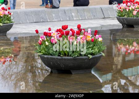 Bunte Tulpenblüten im Teich vor dem Rijksmuseum in Amsterdam. Niederlande Stockfoto