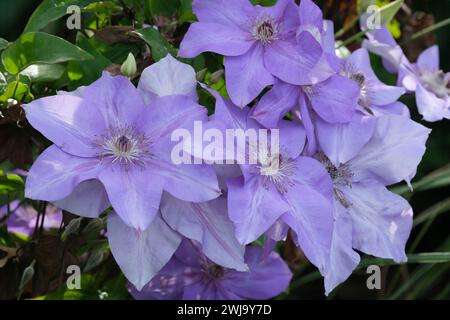 Clematis Shimmer, Clematis Evipo028, Bergsteiger, Blumen, sechs tiefblaue Sepalen, die verblassen, wenn sie zu blassblauen, roten Antheren Reifen Stockfoto