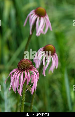 Echinacea pallida, blasspurpurpurpurne Coneflower, schmale blassrosa hängende Blütenblätter, gebrannter orangefarbener Kegel, Stockfoto