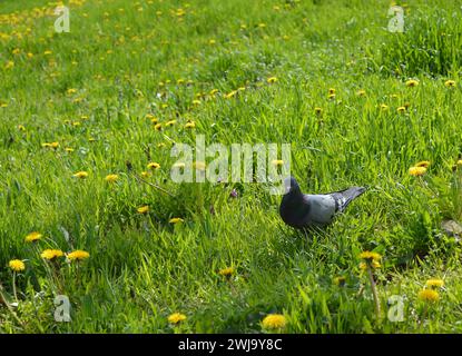 Gewöhnliche Taube (Columba livia), auch Steintaube oder Steintaube genannt. Suche nach Nahrung auf grünem Gras. Großer dunkler Vogel. Tauben suchen nach f Stockfoto