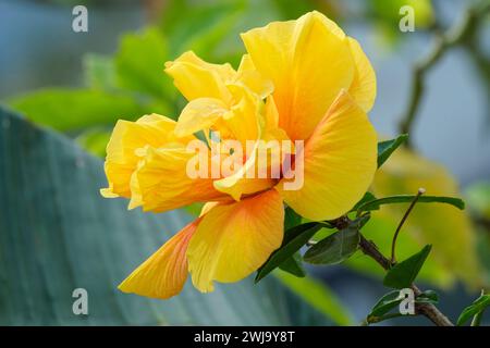 Hibiscus rosa-sinensis Königer, tropischer Hibiskus in Gelbgold und Rot. Stockfoto