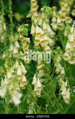 Digitalis grandiflora, gelber Fuchshandschuh, großer Fuchshandschuh, großer gelber Fuchshandschuh, Stockfoto