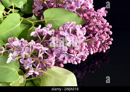 Auf schwarzem Hintergrund, ein lilafarbener Zweig mit Blumenhaufen und grünen Blättern. Stockfoto