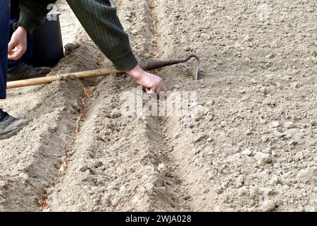 Ein Mann zieht eine gerade Linie in den Boden des Gartens und pflanzt Zwiebeln darin. Stockfoto