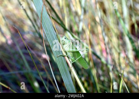 Eine grüne Heuschrecke sitzt auf einem Grasstamm. Stockfoto