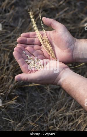 Hände eines Bauern, der zwei goldene Ähren aus Weizen und Getreide hält. Im Hintergrund wurde ein Weizenfeld außerhalb des Fokus geerntet. Vertikales Bild. Stockfoto