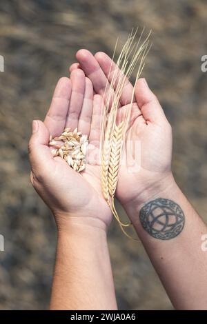 Nicht wiedererkennbare junge Frau, die zwei goldene Ähren aus Weizen und Körnern zwischen ihren Handflächen hält. Stockfoto